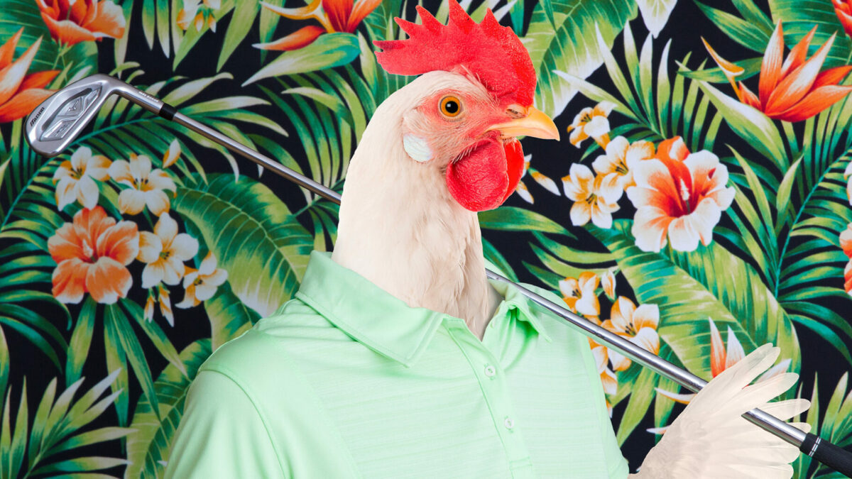 up close Chicken with a shirt on holding a golf club