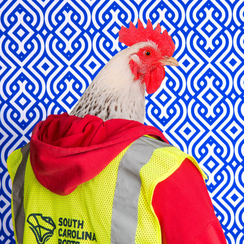 Chicken with safety jacket
