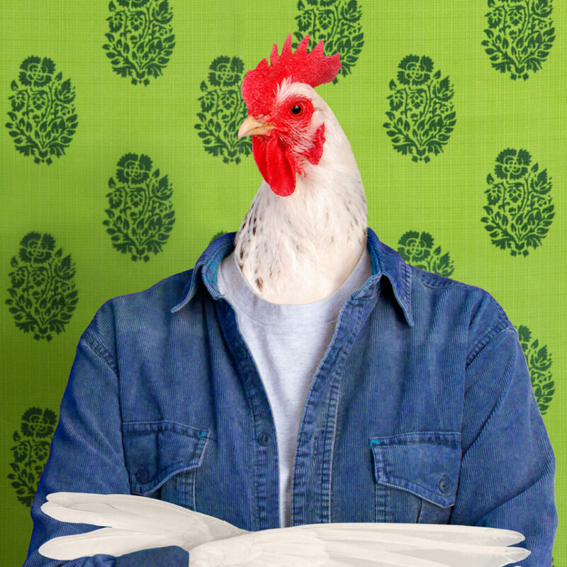 Chicken with jean jacket